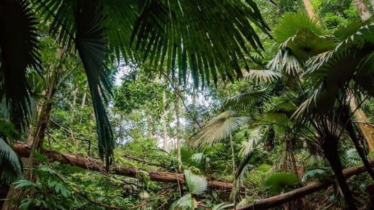 Secret Life of the Rainforest (2012) Image