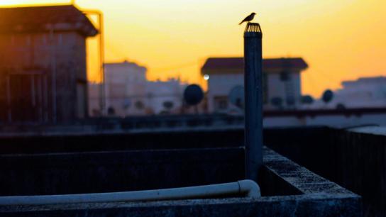 Just Like A Bird (2021) Image