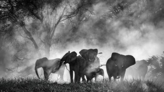 Ghost Elephants (2026) Image