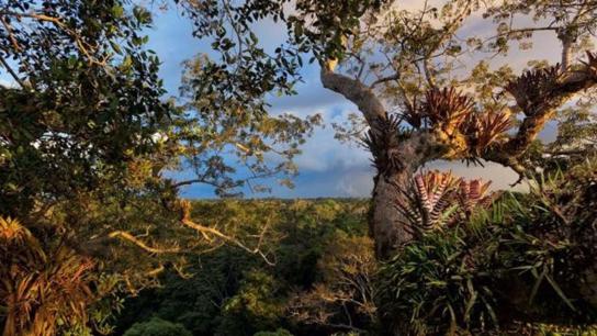 Secret Life of the Rainforest (2012) Image