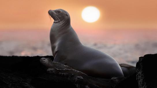 Sea Lions of the Galapagos (2025) Image