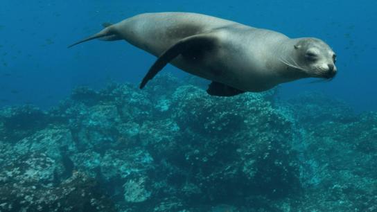 Sea Lions of the Galapagos (2025) Image