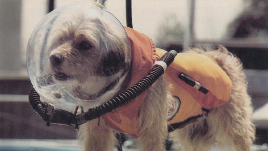 Benji at Marineland (1981) Image