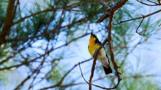 Just Like A Bird (2021) Image