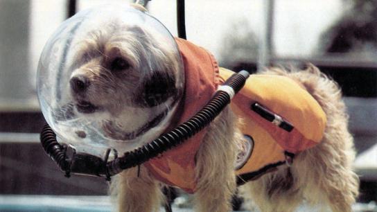 Benji at Marineland (1981) Image
