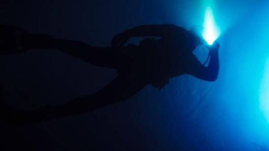 Big Shark (2023) Image