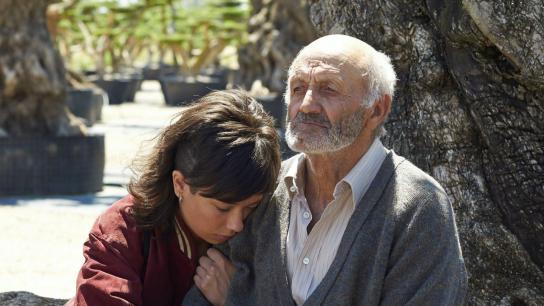 The Olive Tree (2016) Image