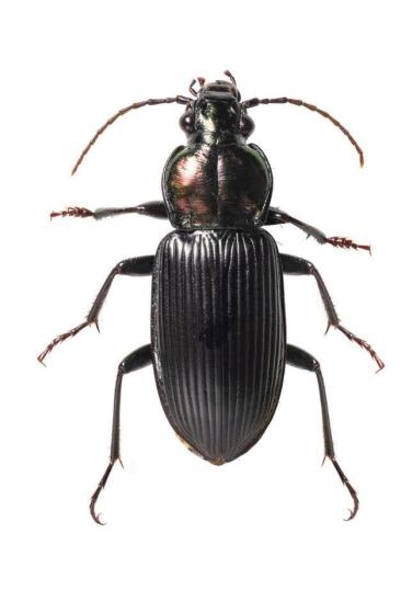 Self-Portrait (1969)