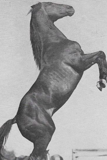 Rex Image