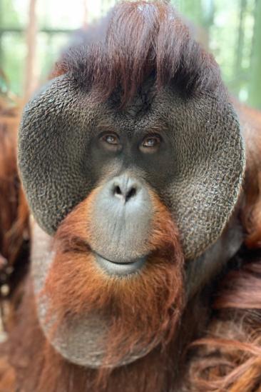 Sam the Orangutan Image