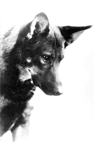 Rin-Tin-Tin Image