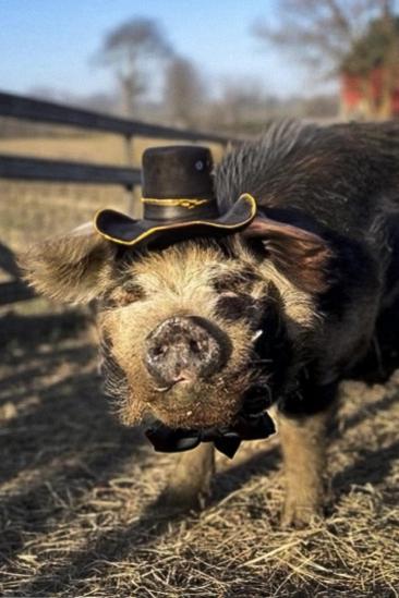 Bashi 'The Pig' Image